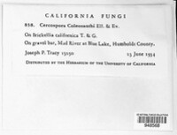 Pseudocercospora coleosanthi image